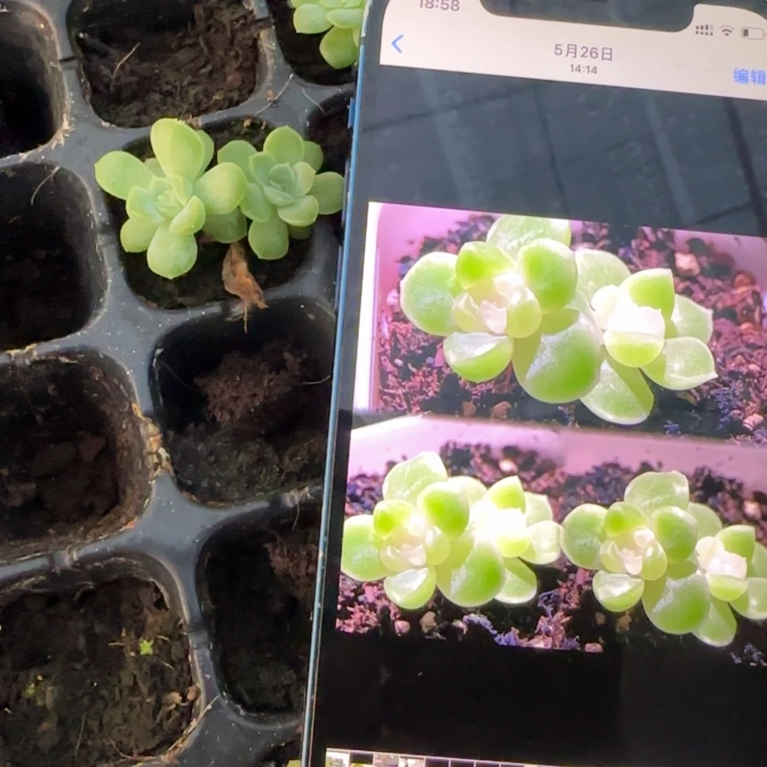 苍雪  穴盘苗 满20包邮