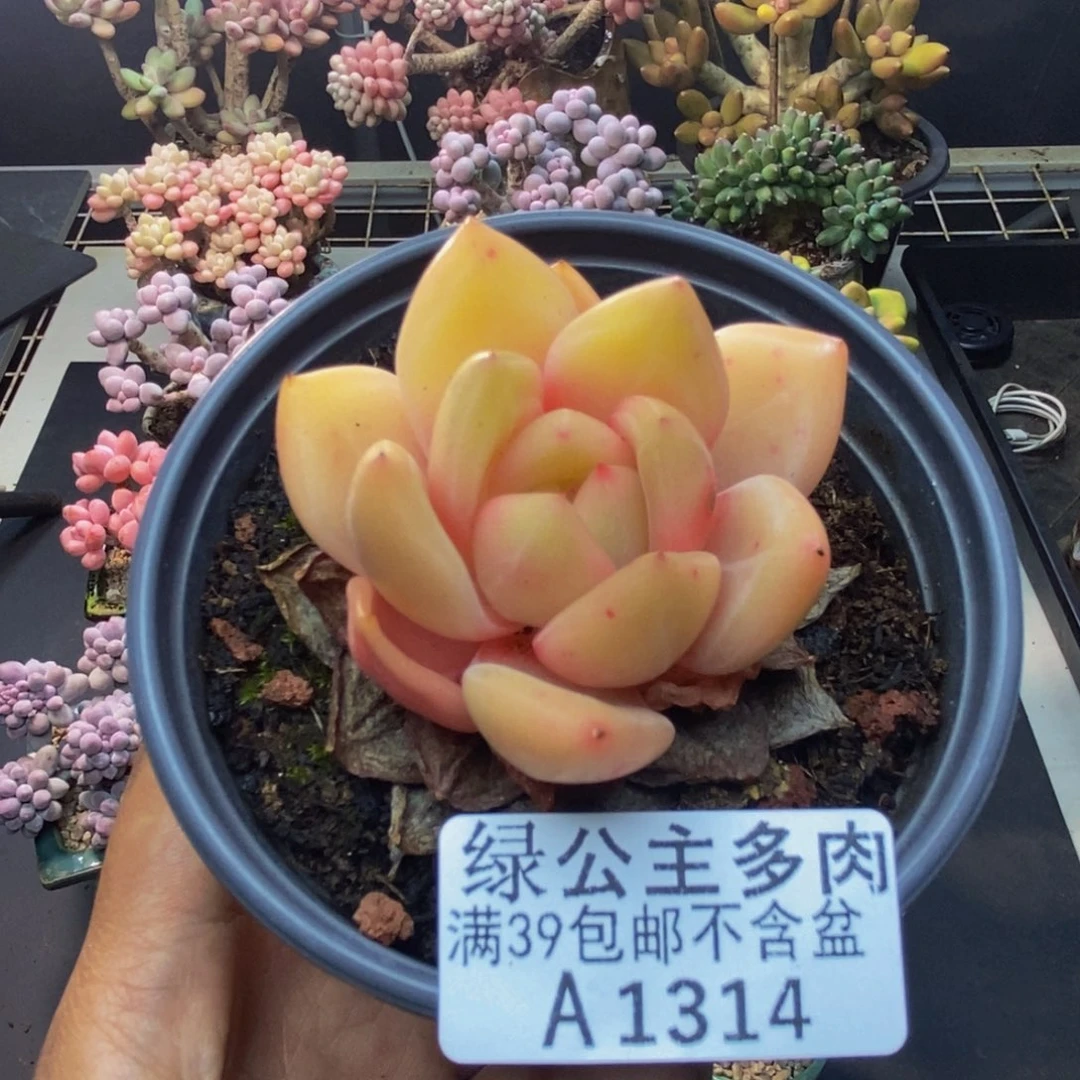 314白夜香槟多肉5c m
