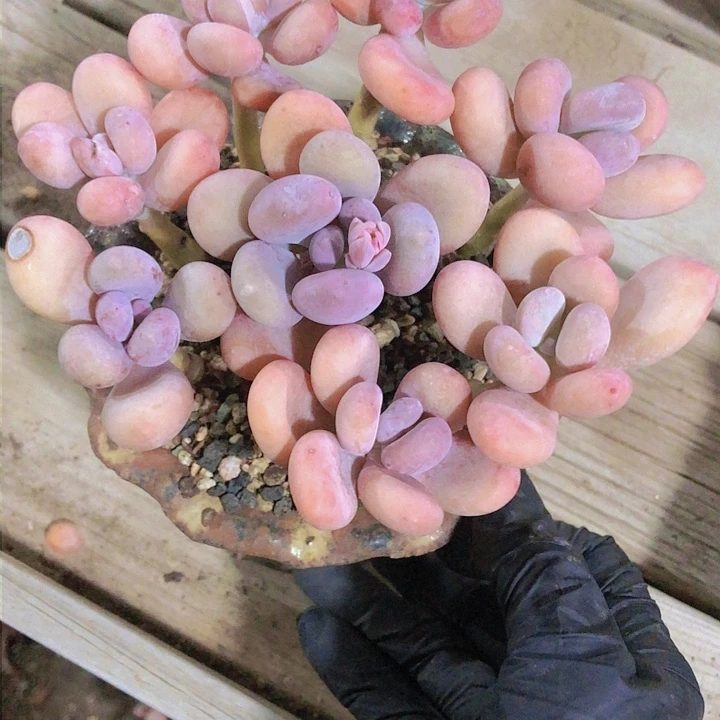 【闪购商品】彩****ɞ彩虹糖