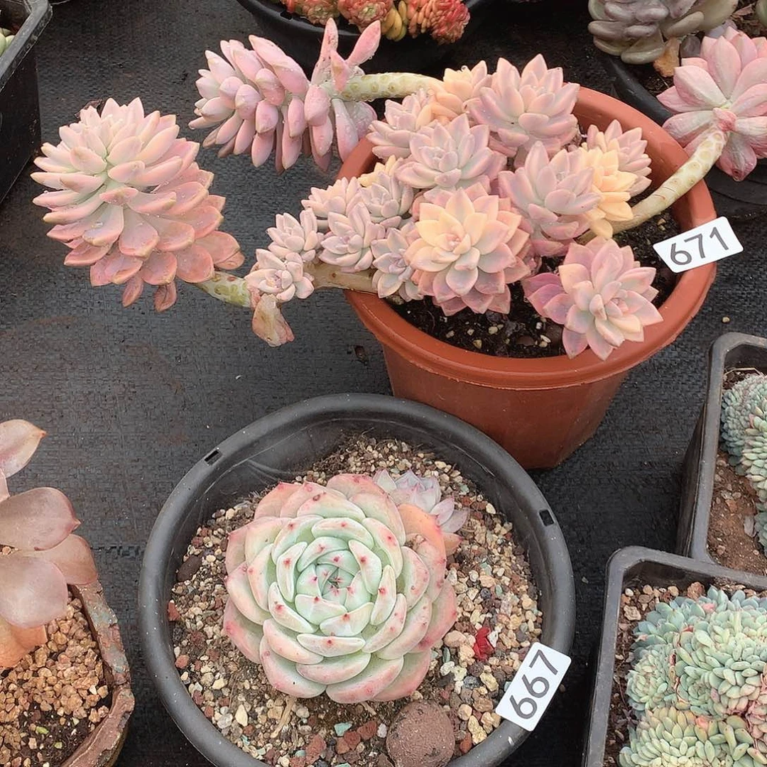 671淡雪锦 一物一拍多肉