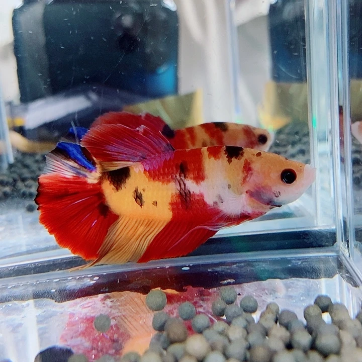 斗鱼黑14号巨斗将军