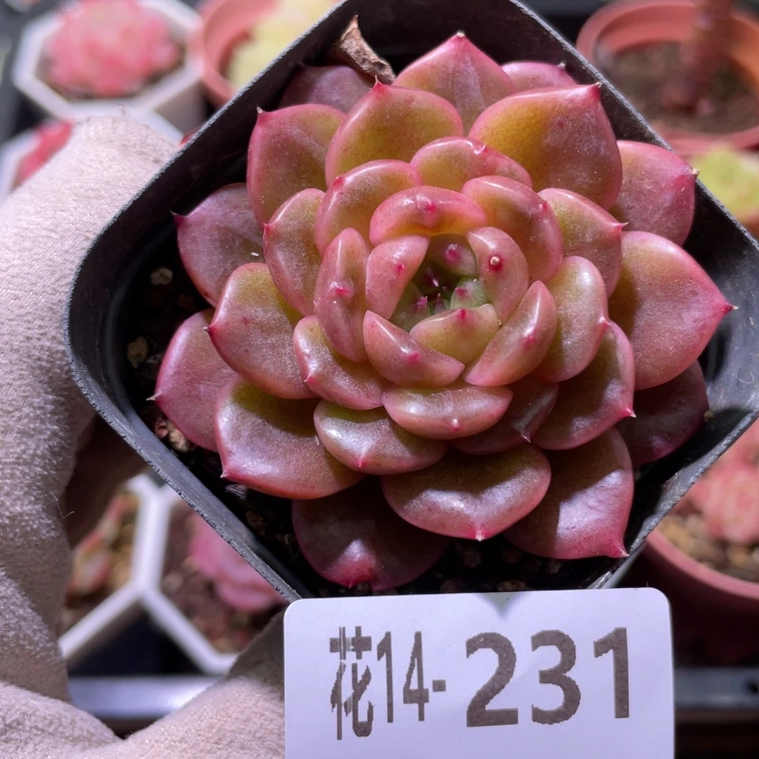 花利美14-231灵翠