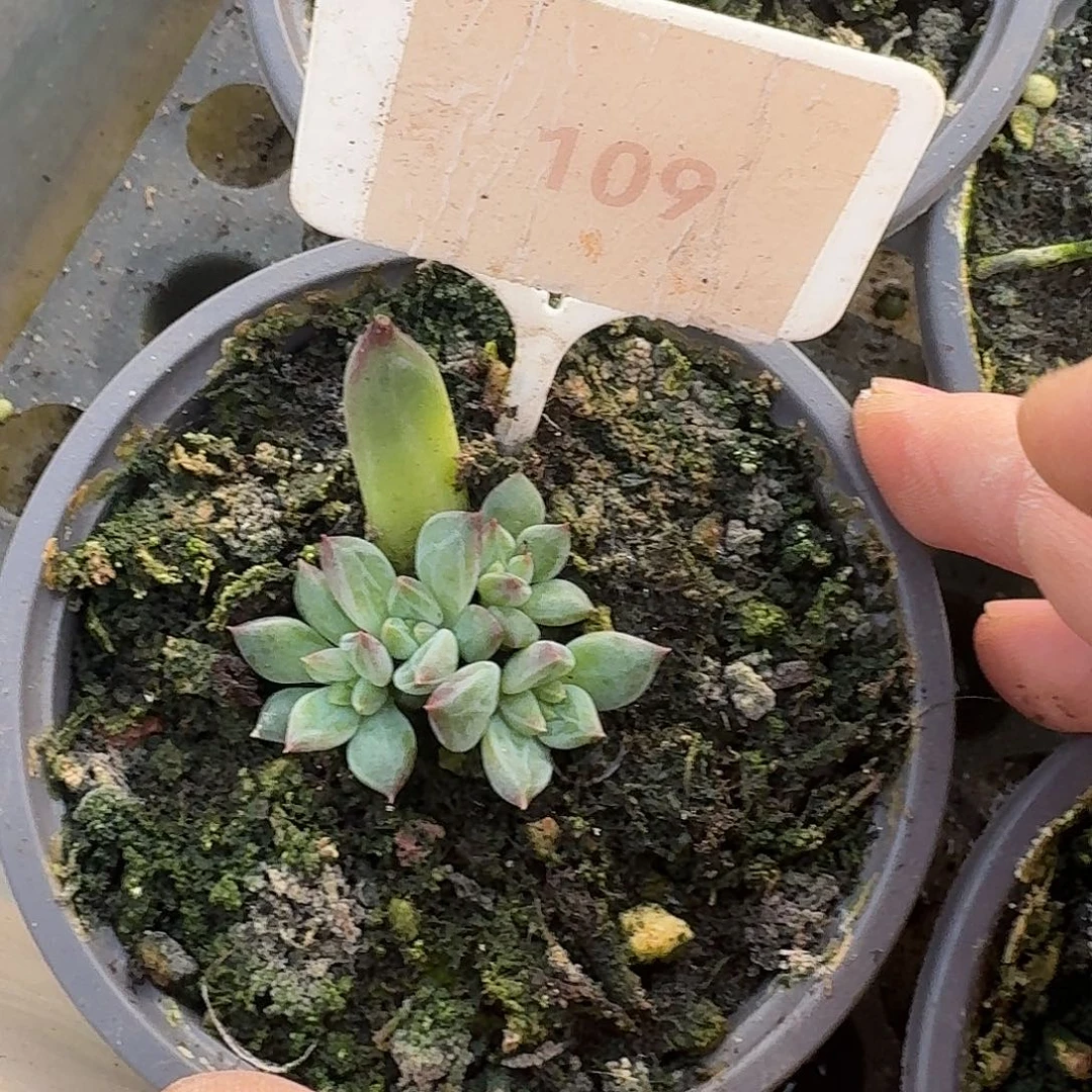 紫荆美人123456789101112