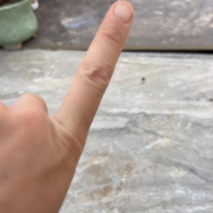 自家土1包土多肉植物