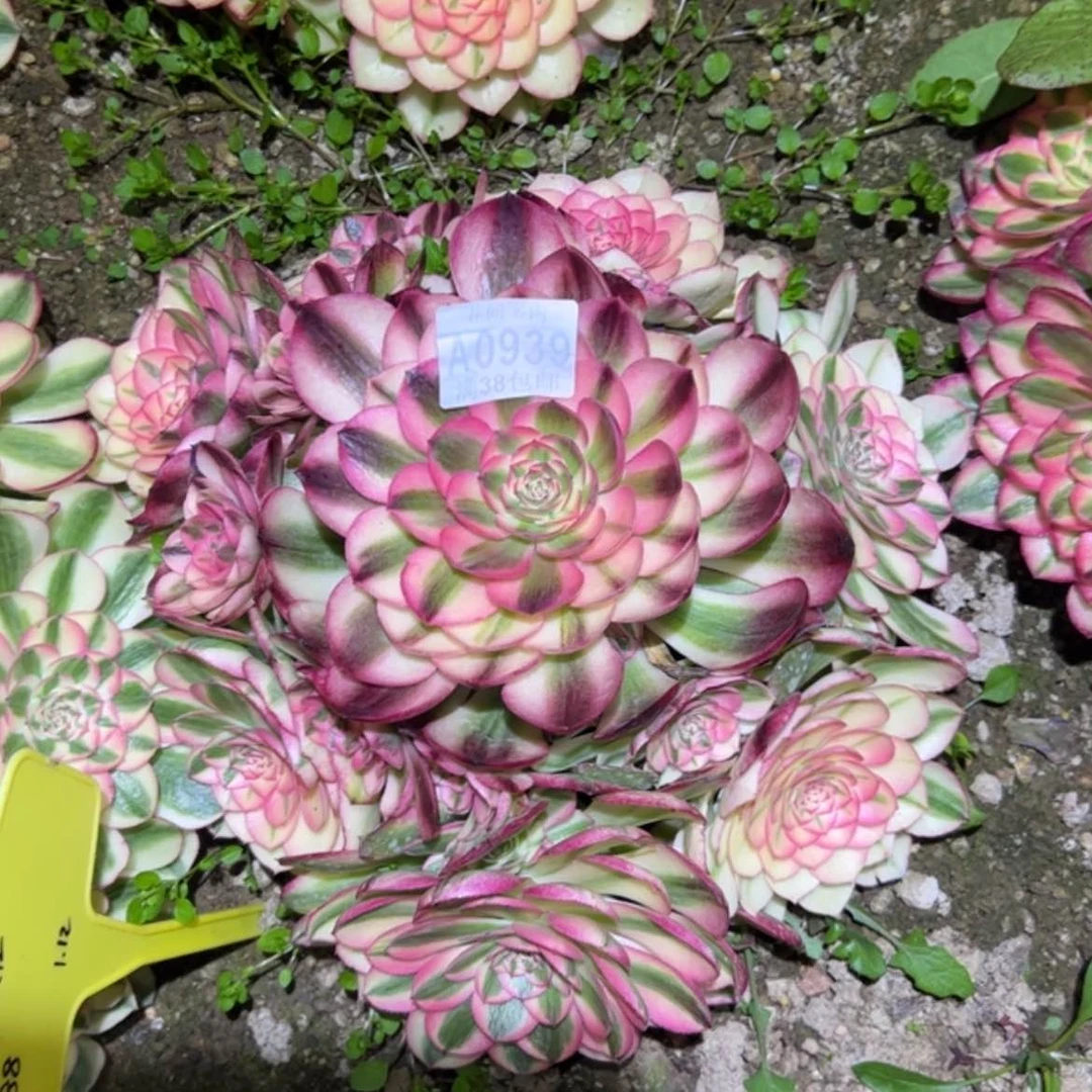 【闪购商品】柒*939荔枝多肉