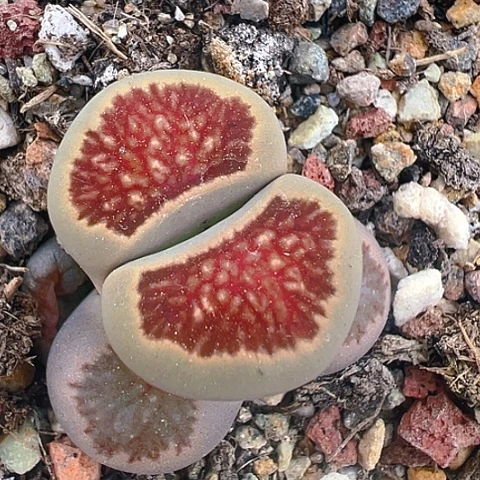 木*杨21547团团圆圆呀呀