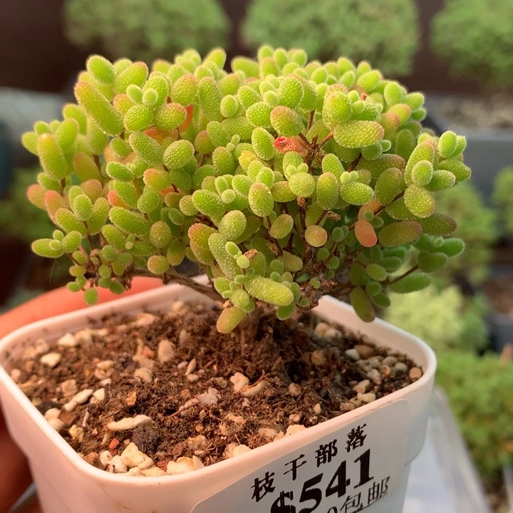 541蜜橘糖球。
