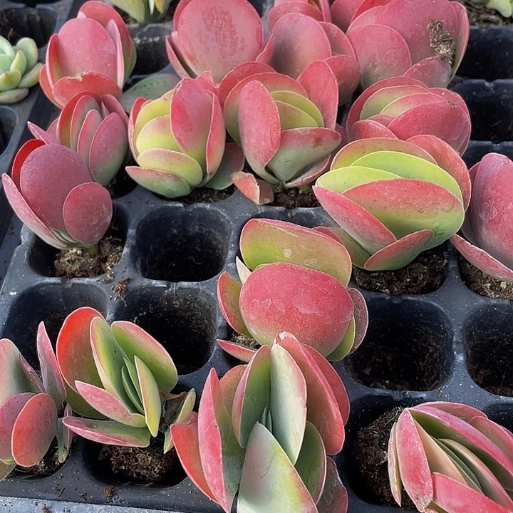 小唐印1元带土发货