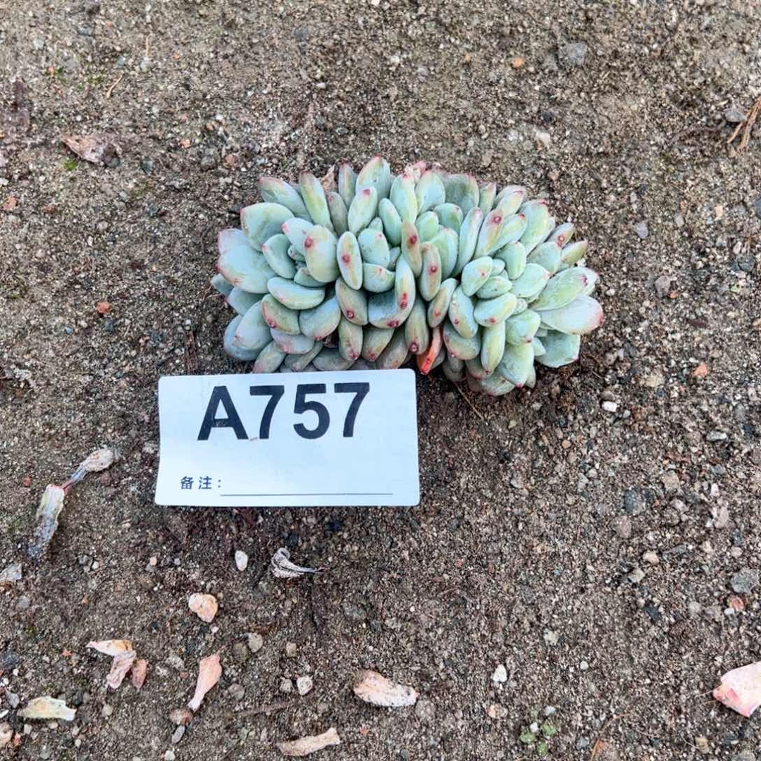 757多肉多肉多肉多