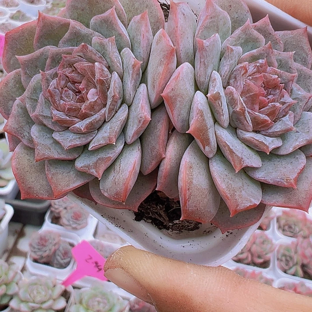 双头糖心纯爱19包邮多肉