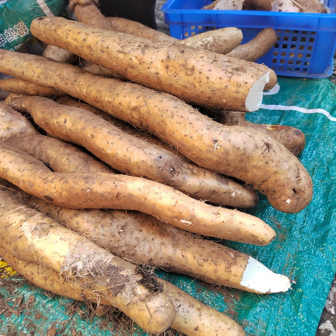 云南正宗高山山药软糯口感【阿伟甄选】