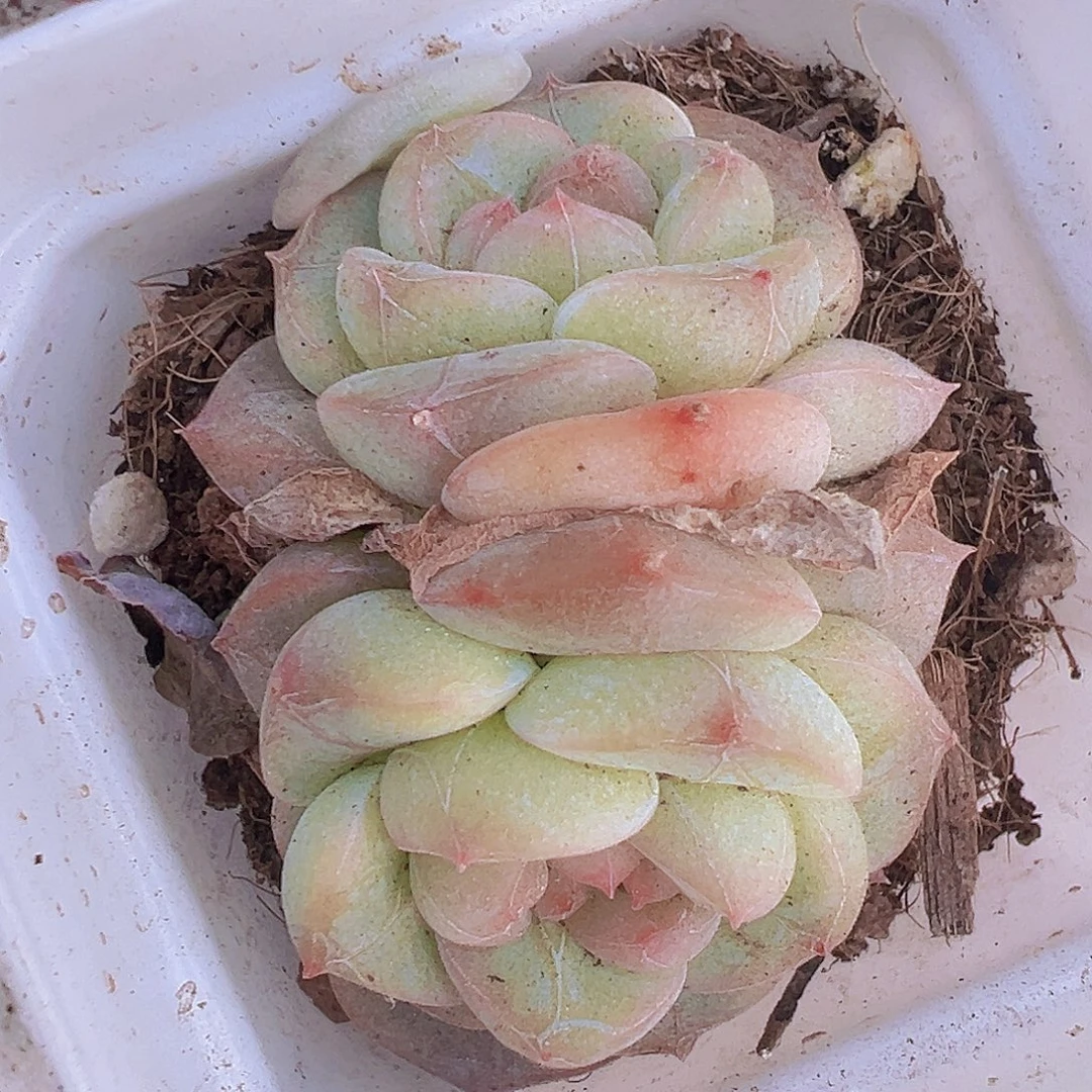 双头纹星19包邮多肉