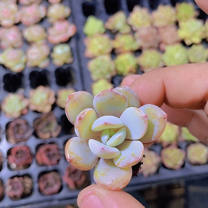 奶茶【满10颗包邮】