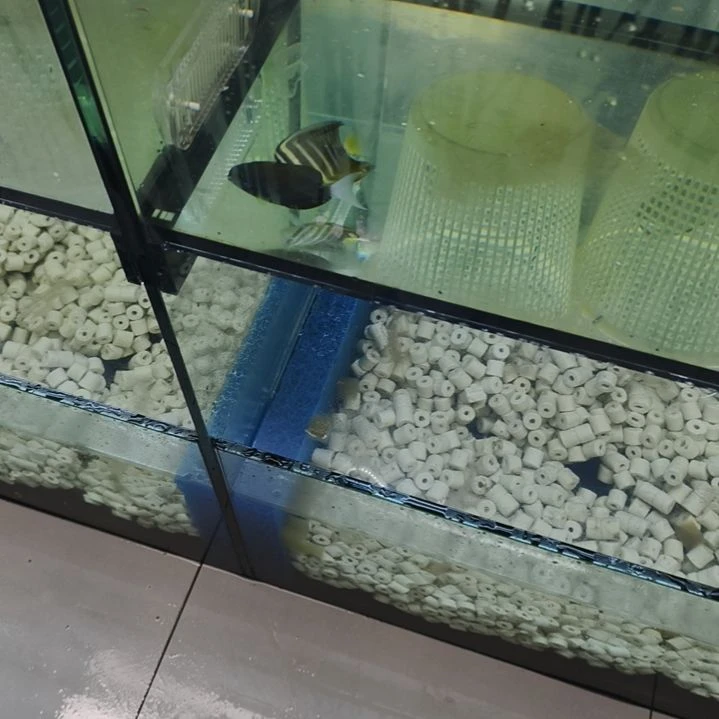 海水鱼天使换大帆差价