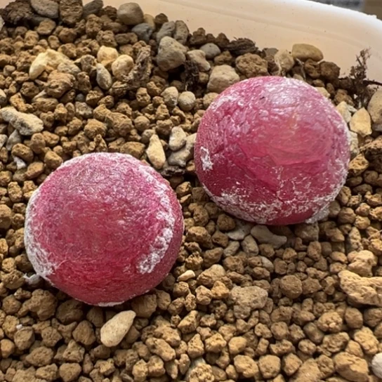 红灯泡两颗927。