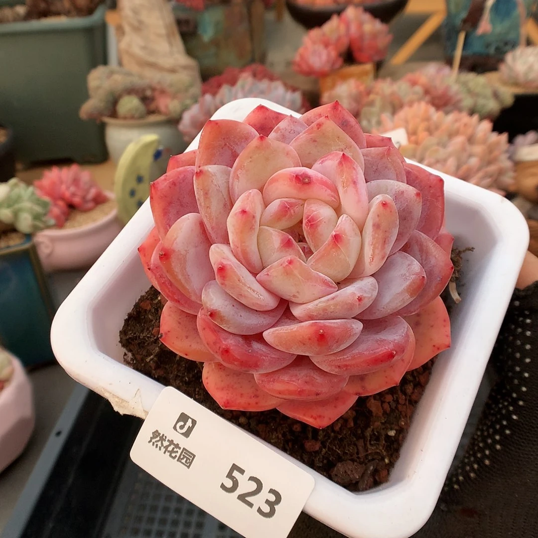 523宽橙多肉植物6333