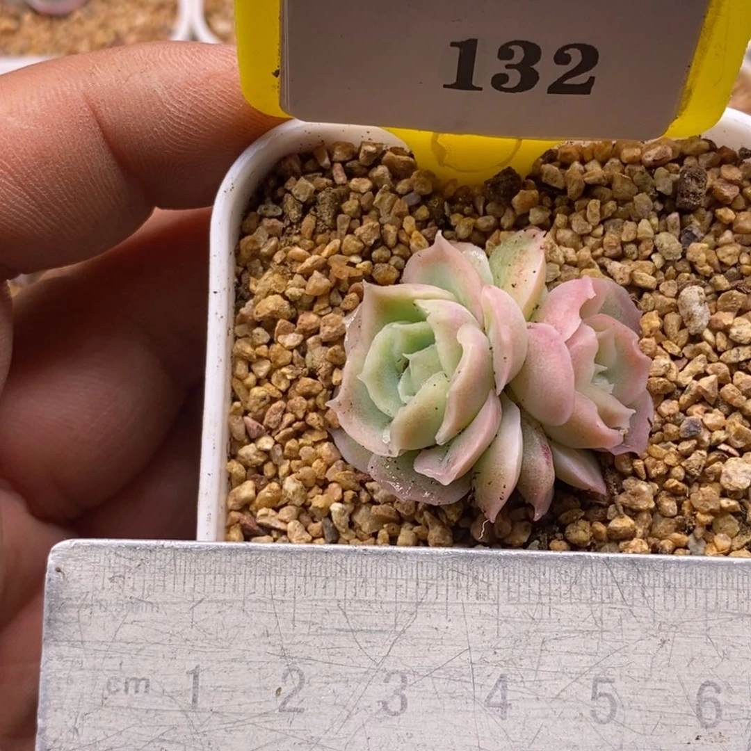 ㋛***儿5132水晶虾饺多肉植物