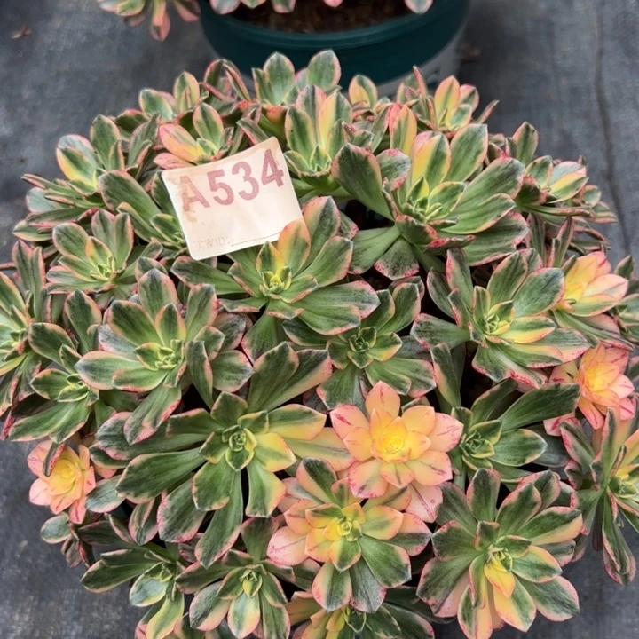 534甜茶20厘米左右