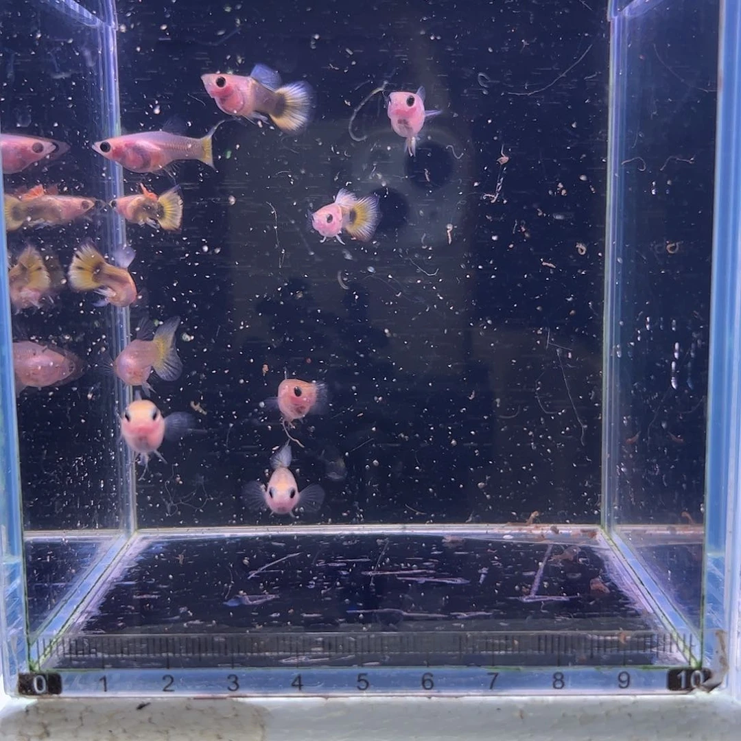孔雀鱼小蜜蜂所见即所得5对