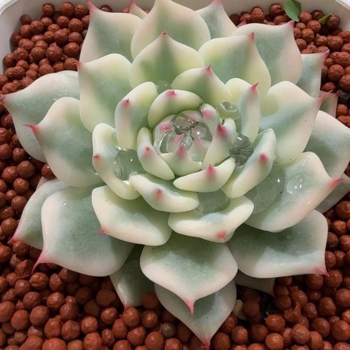 吉娃娃锦，多肉植物