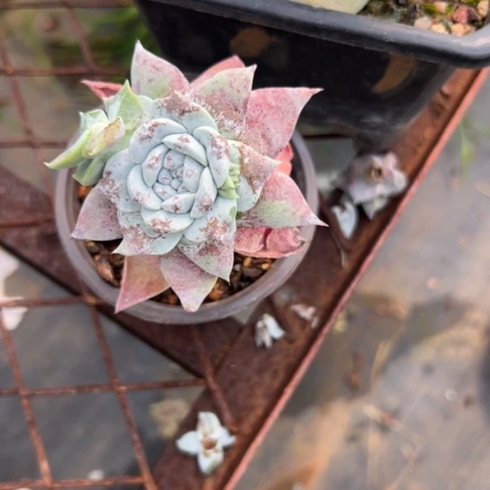 甜****y谢谢姐姐～一物一拍939