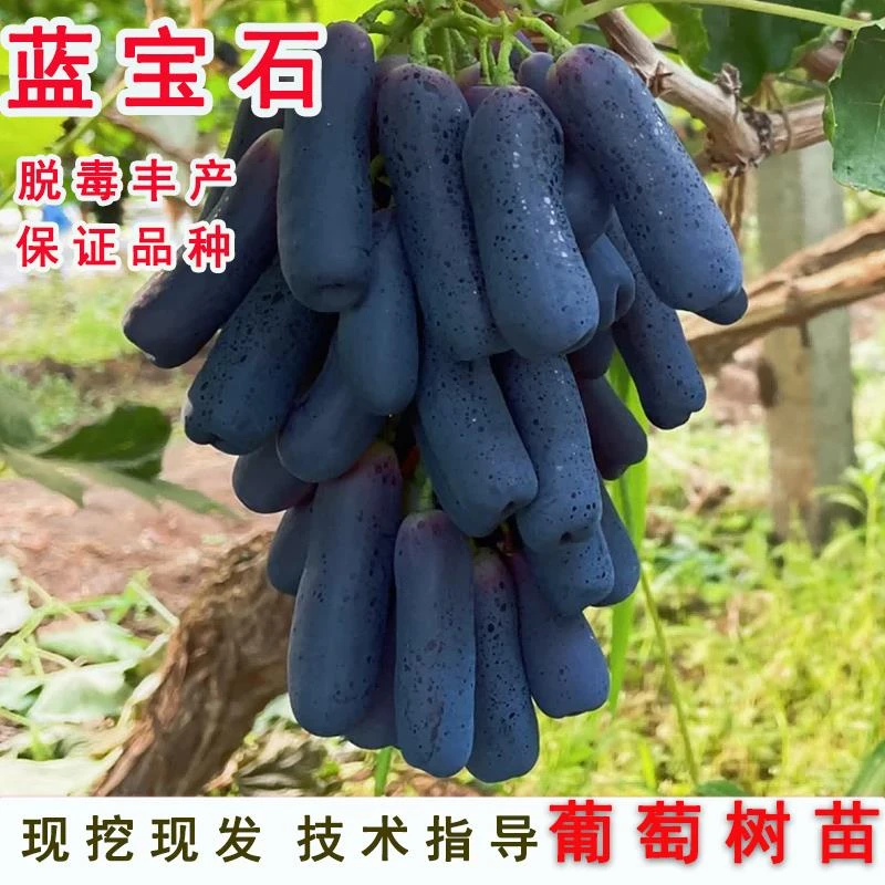 甜蜜蓝宝石葡萄苗无籽黑提葡萄树苗当年结果南方北方盆栽庭院种植
