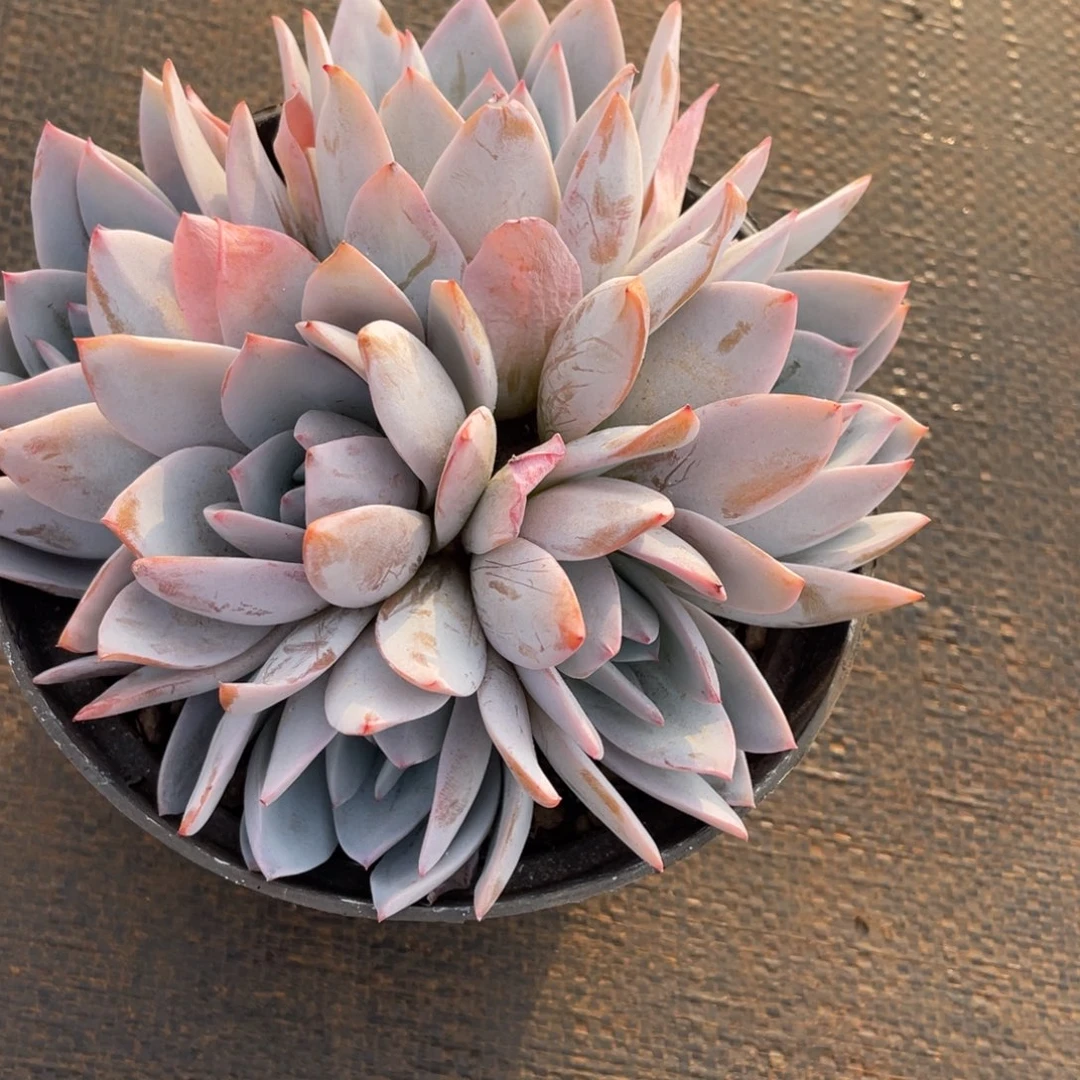 静***开姐姐我在挑战我行走第