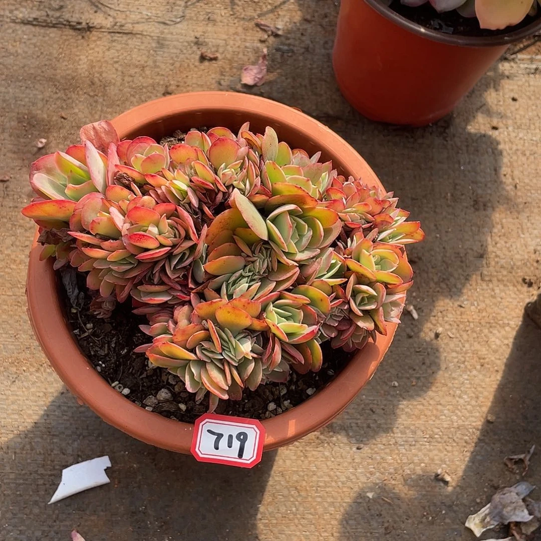 719缀化一物一拍多肉