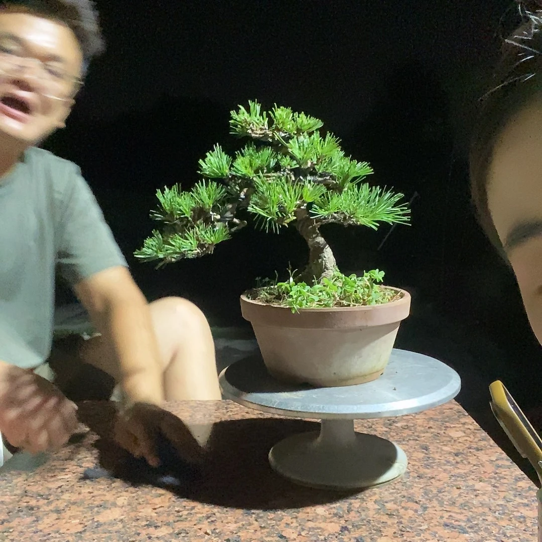 金***鱼无花朵杨梅大阪盆景松树