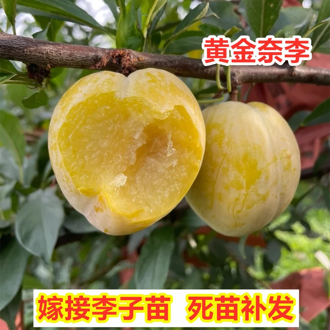 黄金奈李子树苗嫁接晚熟李子果苗南北方四季种植盆栽地栽当年结果