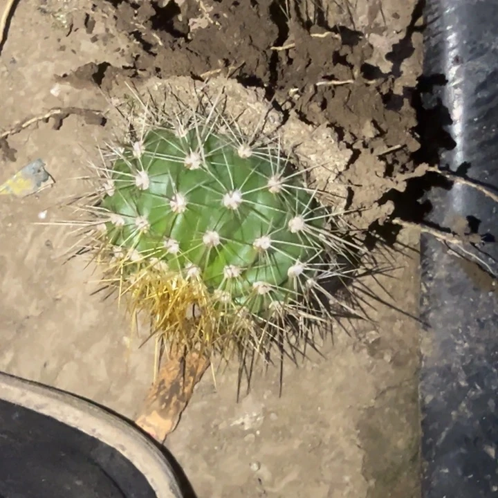 小*包清清3-58根瑕疵8