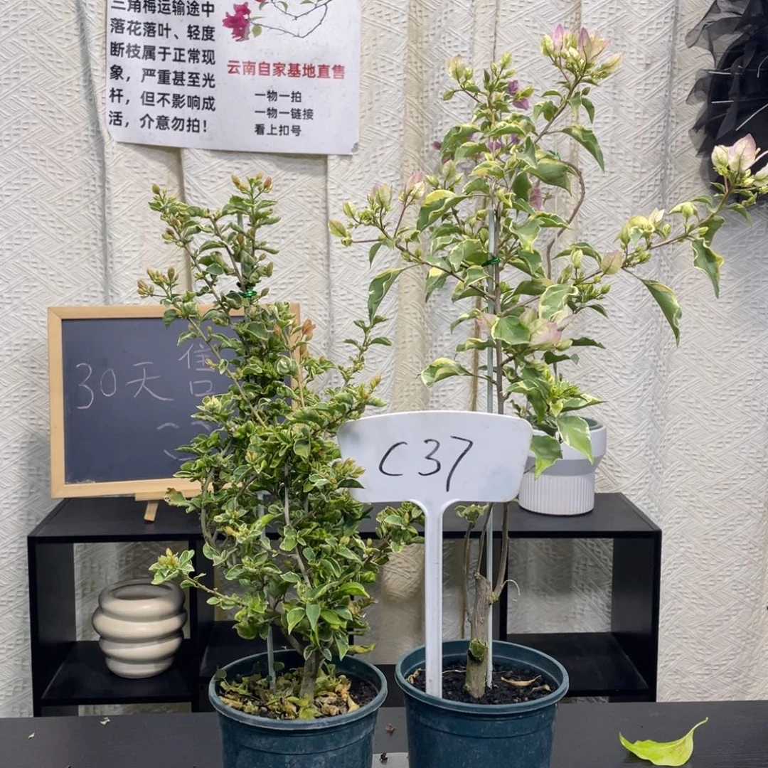 小***子全部花朵粉蝶+少女心C37