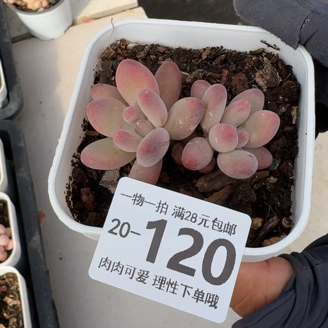 樱花奶无盆土发货无