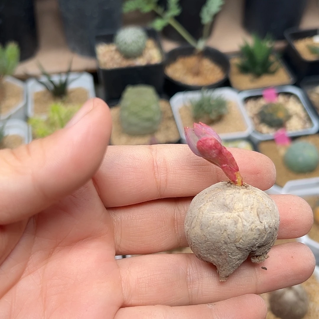 玫瑰大戟特价实生球一颗