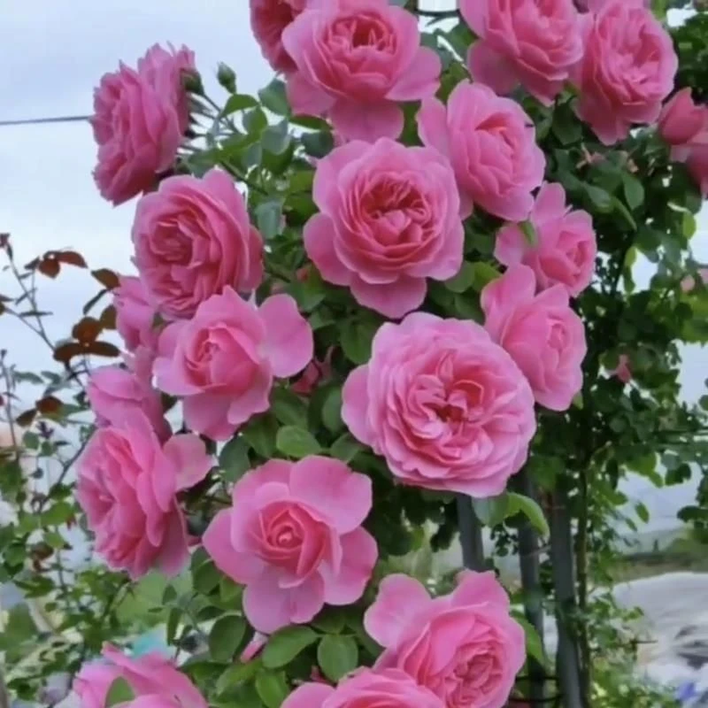 粉色达芬奇爬藤月季花苗四季开花浓香庭院阳台花卉盆栽