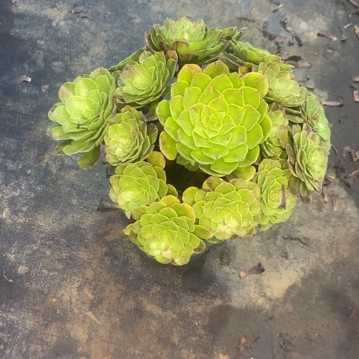 花月夜76多肉植物法师法师
