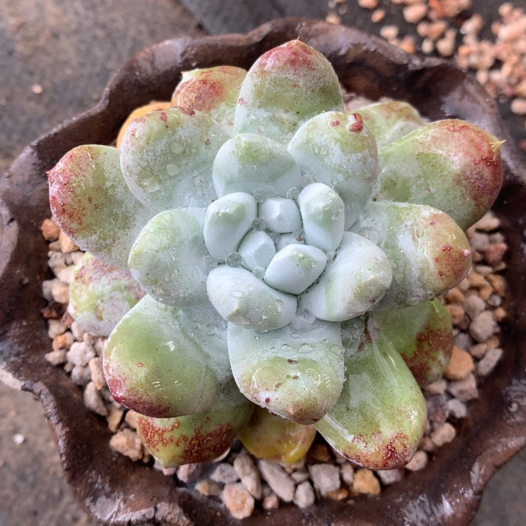 拇指，多肉植物啦啦啦