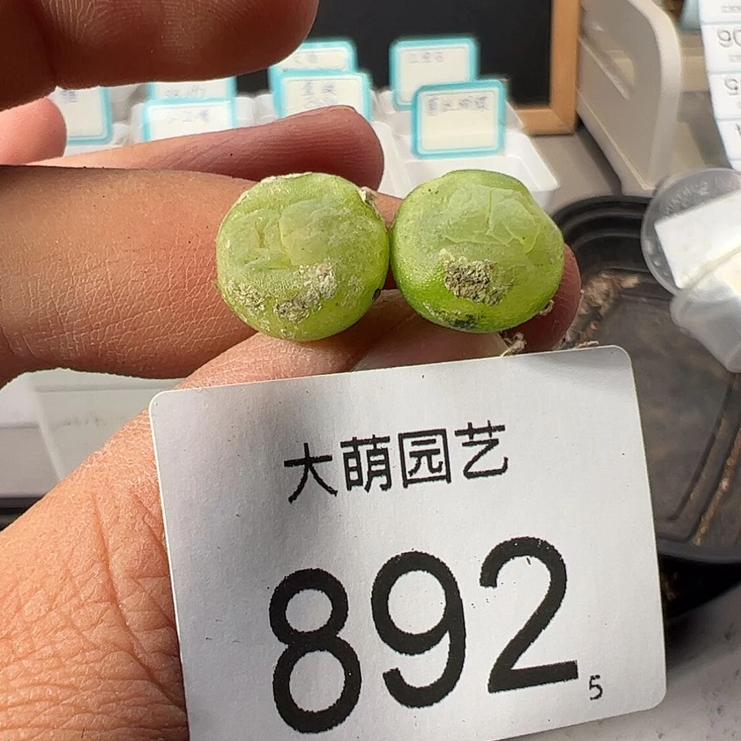 0000892福利无售后