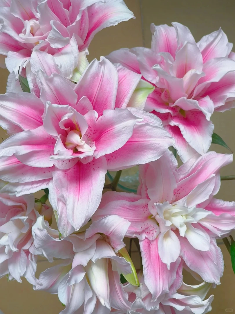【伊莎贝拉】重瓣香水百合 一单包邮 云南鲜花昆明基地现采现发