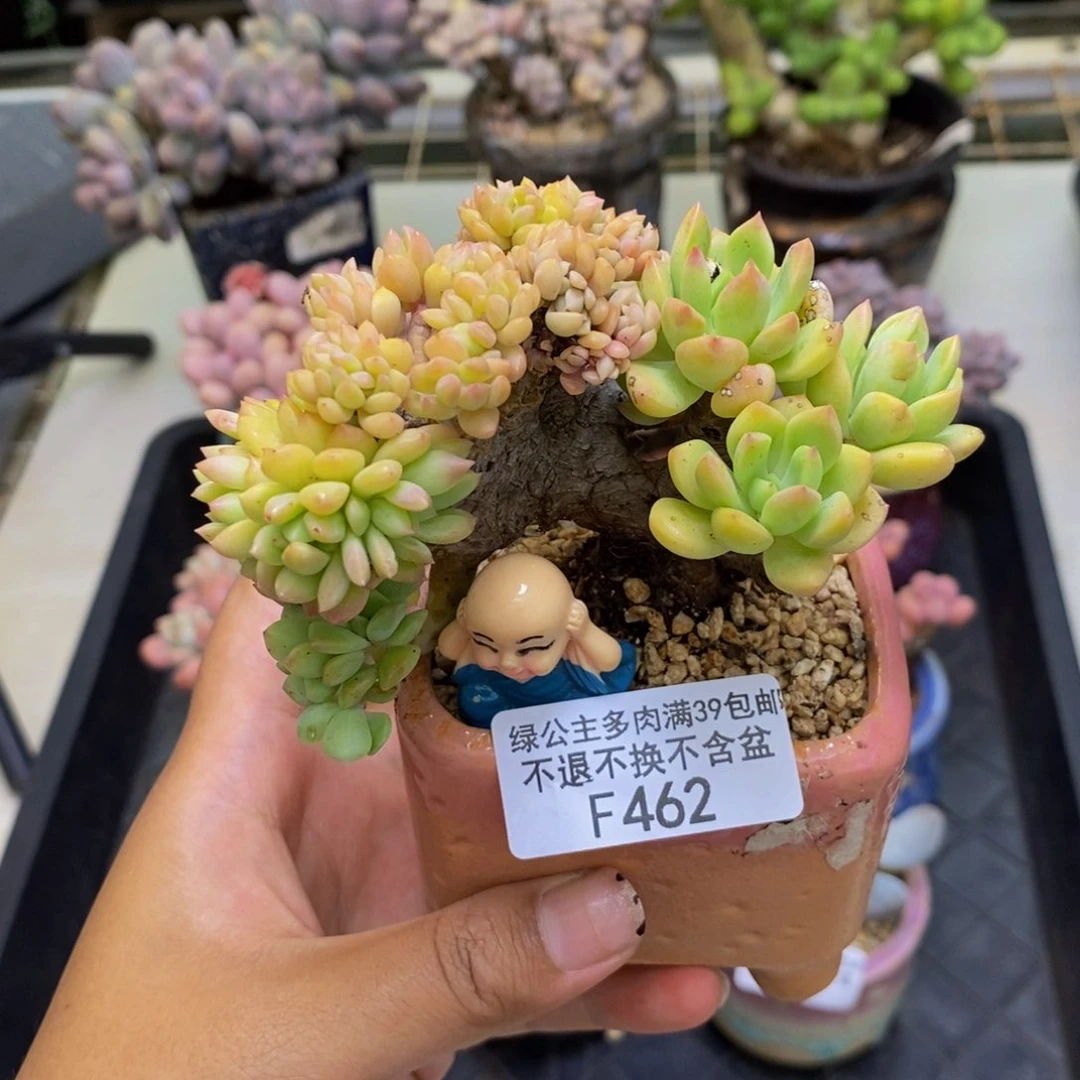 462小雨林多肉8c m