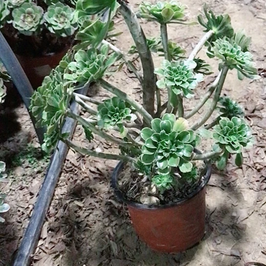 小****绿法妖桩多肉植物9