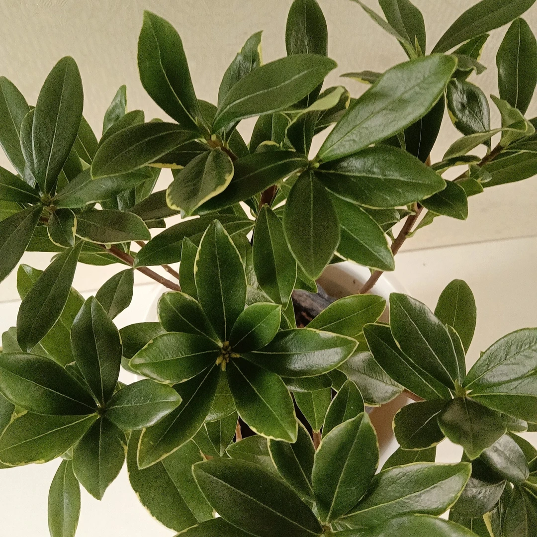 金边瑞香盆栽浓香型耐寒花卉室内外均可种植冬季开花