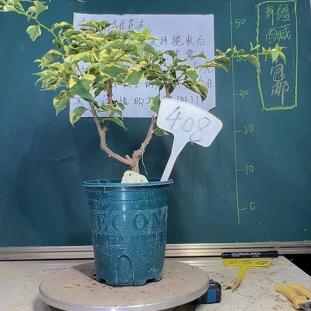 当前无花栽培后可以开花蜡染粉 小树头 408
