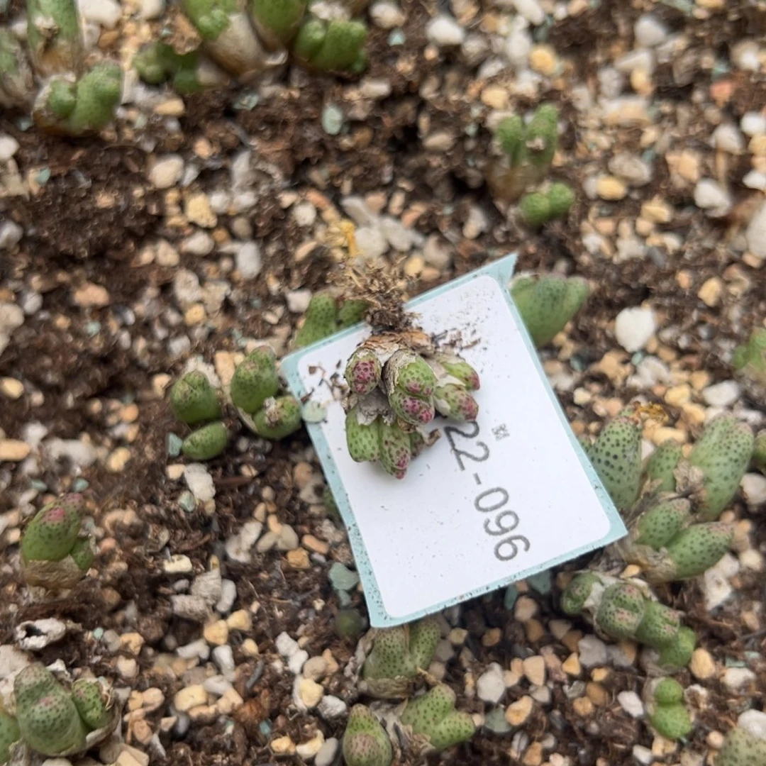 辰***晴22-96肉锥多肉植物，