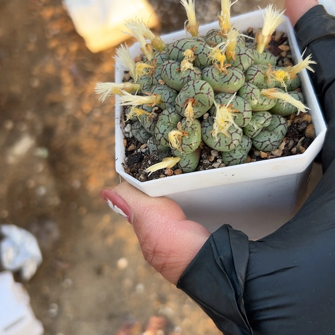 多肉植物安贞开花