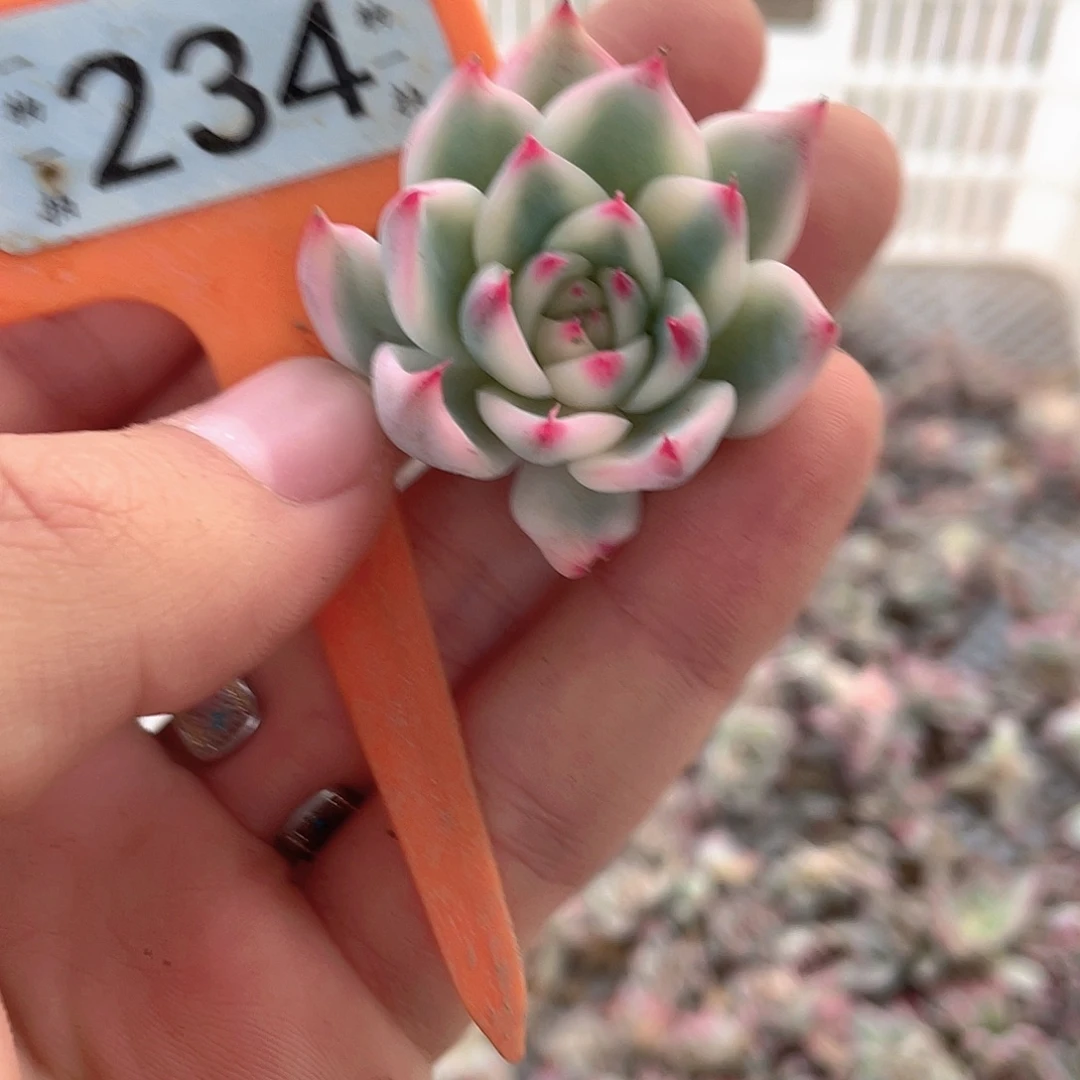 234号多肉植物盆栽