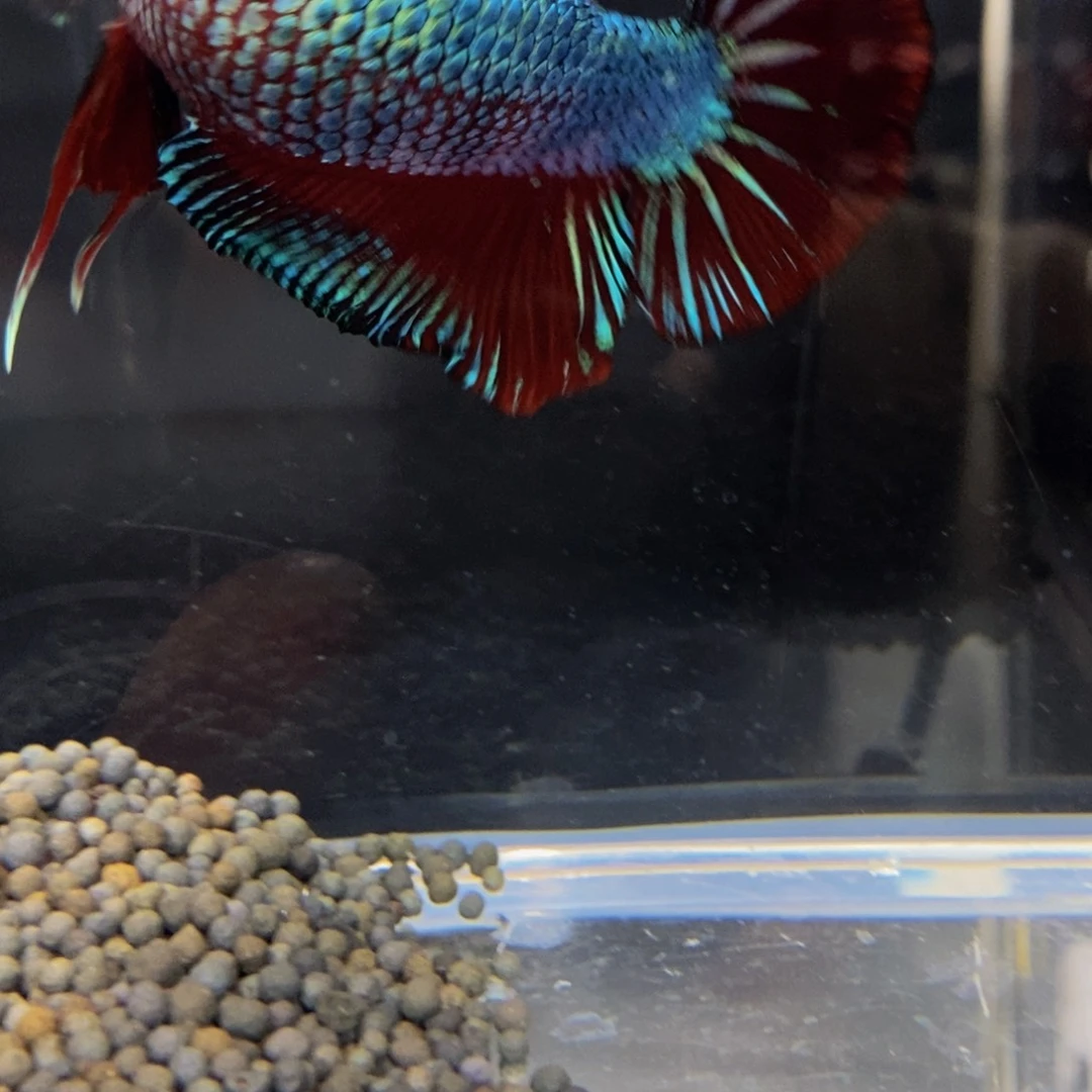 热带鱼公295*️**