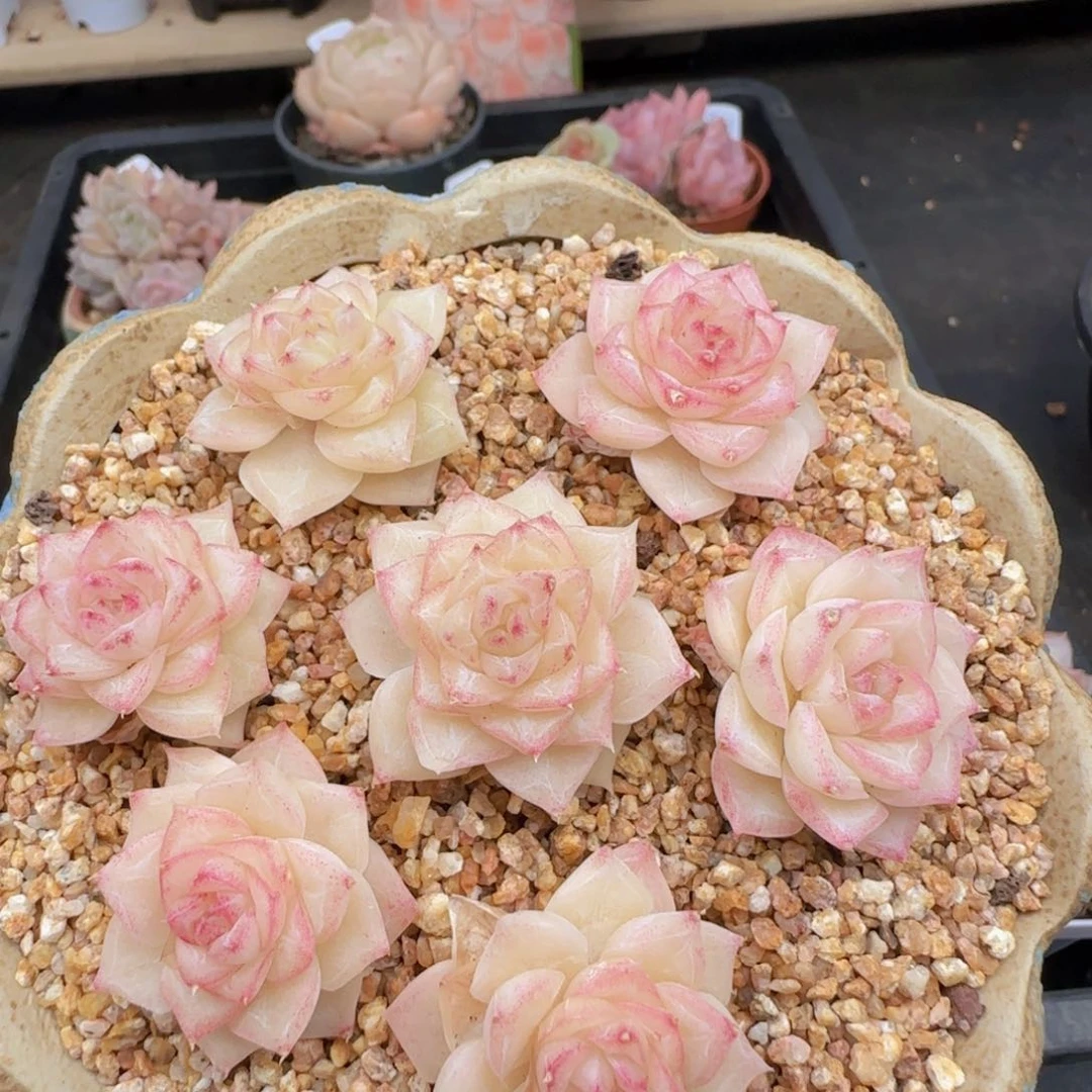 白天鹅麦秆单头七颗一组