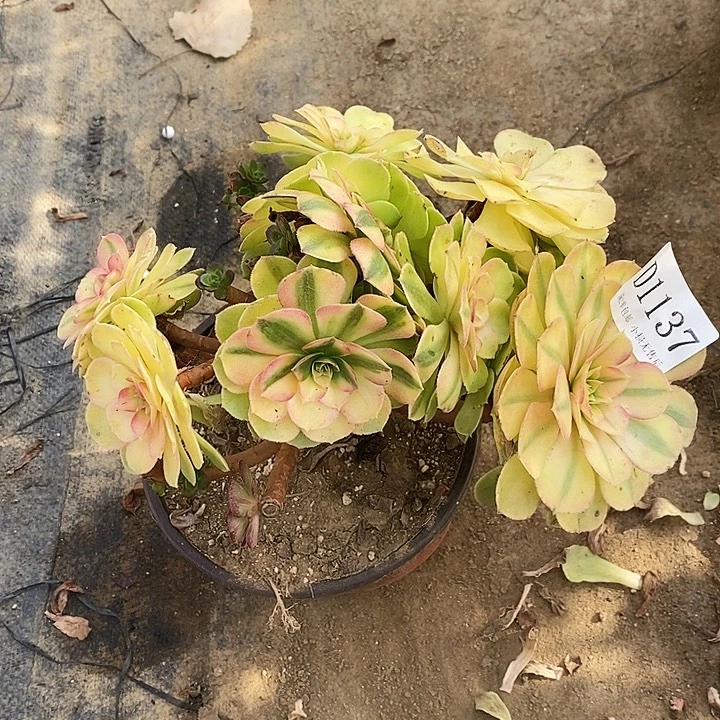 1137雨荷多肉母本无售后