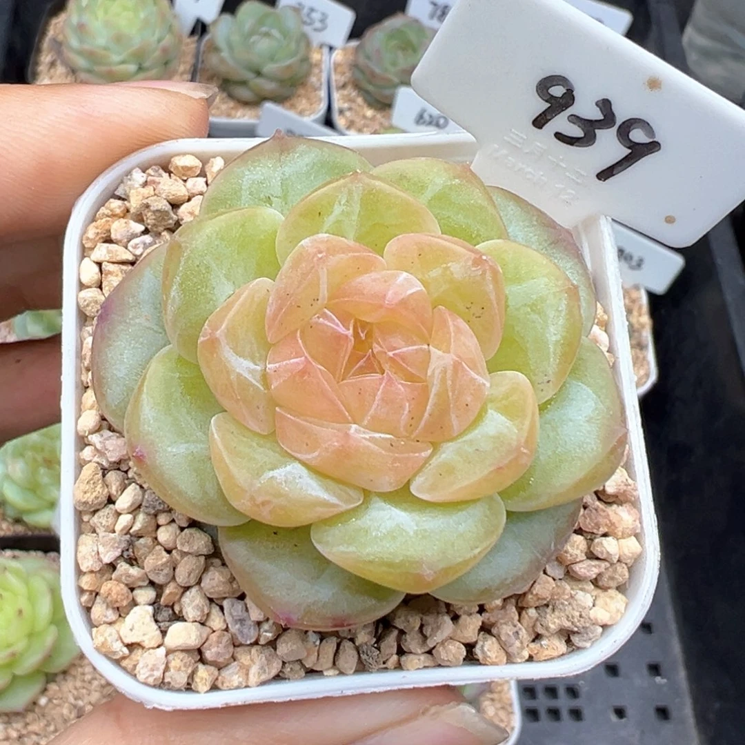 -****y939号新品，专拍